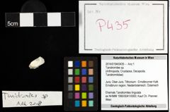 Foto (Objekt + Etiketten) von Tanidromites sp. 